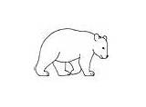 Kermode Bear Coloring Pages Animals sketch template