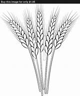 Wheat Drawing Clipart Drawings Choose Board Clip Ear sketch template