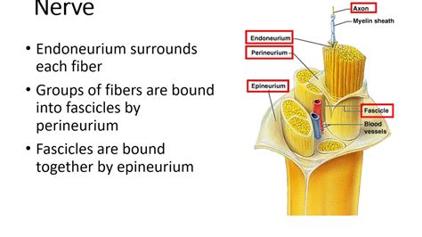anatomy   nerve youtube