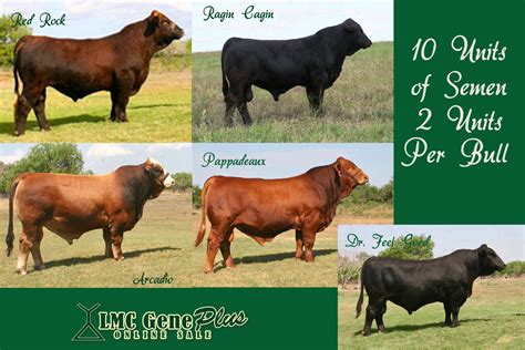 Lot 3 Amazing Simbrah Semen Package Cattle In Motion