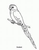 Coloring Pages Budgie Parakeet Popular Colouring Coloringhome sketch template
