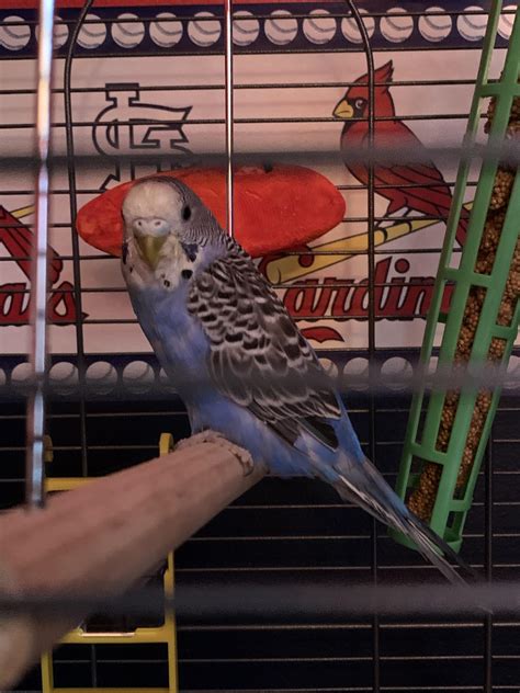 Hey Yall Im A New Budgie Owner New Bird Owner In General