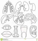 Corpo Colorir Humano Organs Organi Atividades Umani órgãos Humana Educação sketch template