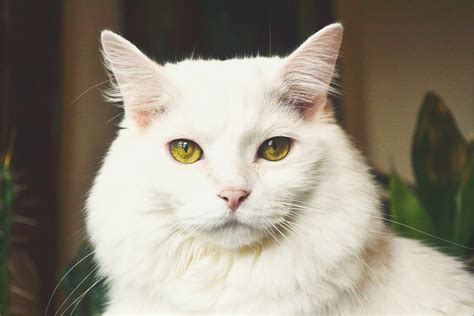 rueyada beyaz kedi goermek ne anlama gelir