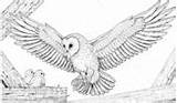 Owls Prey Eulen Barbagianni Schleiereule Ausdrucken Ihren Fang Bringt Brut Preda Suoi Piccoli Supercoloring Malvorlagen Designlooter sketch template