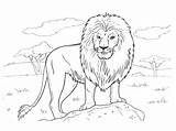 Lion Jungle Sauvages Selva Coloriages Salvajes Savane Albumdecoloriages sketch template