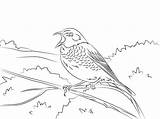 Thrush Coloring Pages Dusky Bird Wood Coloringtop sketch template