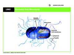 virus bacteria protist  fungi test flashcards quizlet