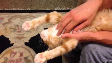 Main Coon Kitten Massage So Adorable Must Watch Youtube