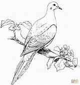 Coloring Dove Mourning Pages Bird Doves Drawing Birds Turtle Printable Perched Realistic Print Colouring Clip Kids Goose Wild Supercoloring Color sketch template