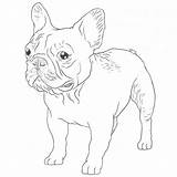 Bulldog French Drawing Dog Dogbreedslist Terrier Breeds Tan Pug Boston Fawn sketch template