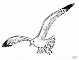 Gaviota Seagull sketch template
