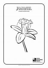 Coloring Pages Jonquil Cool Flowers Print sketch template