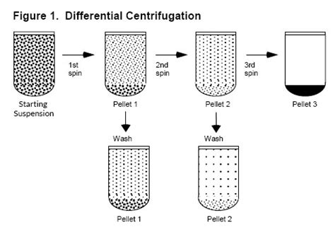 basics  centrifugation  cole parmer