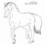 Pony Welsh Cob Coloring Color Pages Line Index Own sketch template