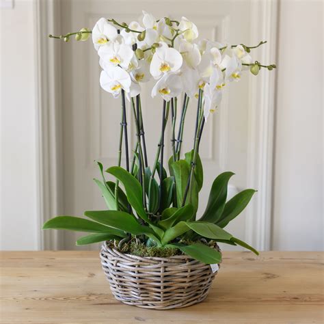 Orchid ~ Luxury Orchid Arrangement