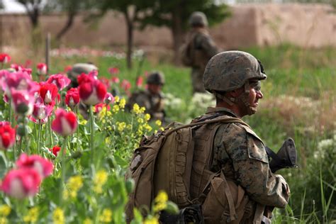 Drug War American Troops Are Protecting Afghan Opium U