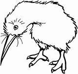 Coloring Kiwi Bird Pages Getcolorings sketch template