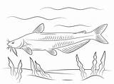 Catfish Poisson Pesce Gatto Kleurplaat Pesci Kleurplaten Snoek Disegno Ausmalbild Meerval Blauwe Azzurro Animali sketch template