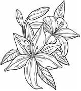 Lilien Lilies sketch template