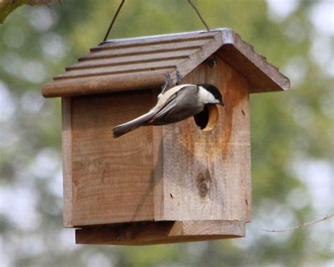 choose  perfect chickadee nest box birds  blooms