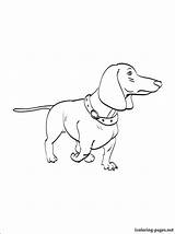 Dachshund Coloring Puppy Pages Getcolorings sketch template