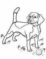 Beagle Coloring Pages Dog Printable Beagles Drawing Puppy Kids Colouring Colorir Dogs Sheets Books Fox Color Cute Hund Book Koirat sketch template