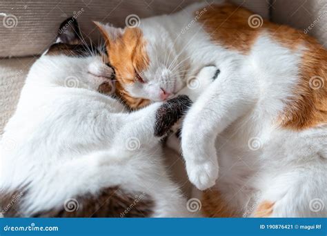 close   domestic cats sleep   stock image image  friendship