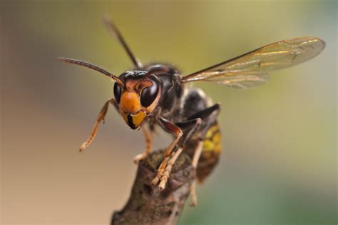 aziatische hoornaar geland  moeten nest snel vinden voor leuven het nieuwsblad