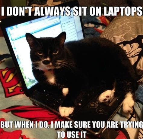 funny cat logic doggie solutions blog