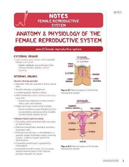 menstrual cycle osmosis