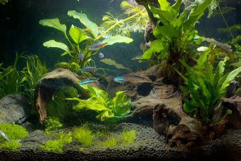 aquascape fish tank  homes  gardens