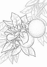 Arancio Fiori Naranja Blossom Albero Arance Fruit Stampare Coloringtop Frutta Alberi Segnalibri Nuovo Vegetables Naranjas Dina Castiglione Imprimir sketch template
