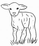 Lamb Coloring Grass Standing sketch template