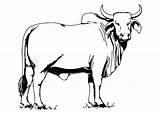 Brahman Ox Coloring Vector Cow Bull Cattle Musk Sticker Square Svg Stickers Outline Getdrawings Line Animal sketch template