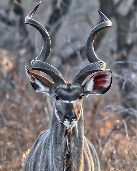 male kudu recognized   long spiral horns   reach