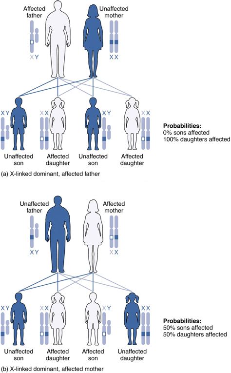 Patterns Of Inheritance Anatomy And Physiology Ii