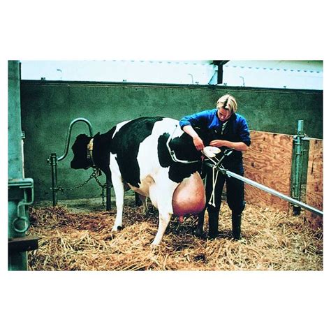 dispozitiv fatare accesorii vaci ferme vaci bovine