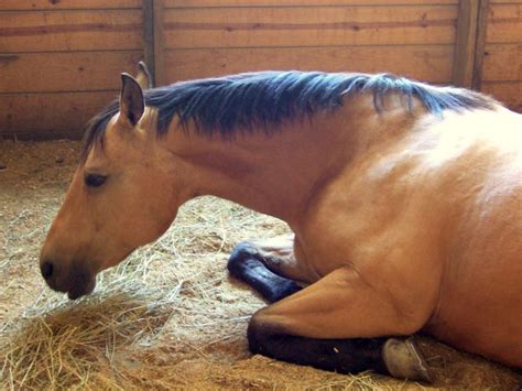 country comforts bedding   horses stall horse journals