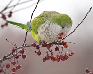 snow parrot ii monk parakeet sebboh flickr