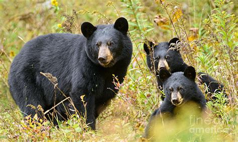 Mama Black Bear And Cubs Meadow Play Photograph By Timothy