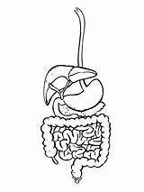 Digestivo Humain Corps Esophagus Aparato Activite Apprendre Ninos Espagnol Marlove Secretos Digestive Enfant Didacticas Worksheets sketch template