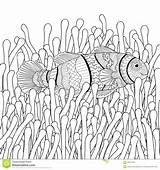 Sea Coloring Fish Clown Anemone Anemones Adult High Vector Drawing Colouring Details Pages Stock Sketch Drawn Oceanic Animal Lown Ocean sketch template