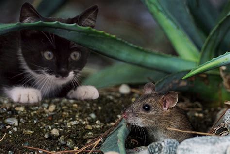 wat zijn de risicos van een muizenplaag  huis ferokill