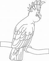 Cockatoo Coloring Pages Colouring Kids Beautiful Sheets Color Exotic Birds Card Print Getdrawings Getcolorings sketch template