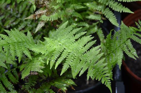 lady fern ontario native plant nursery container grown