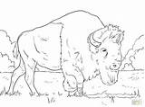 Buffalo Coloring Pages Kids Getcolorings sketch template