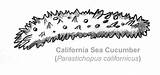 Sea Cucumbers Back sketch template