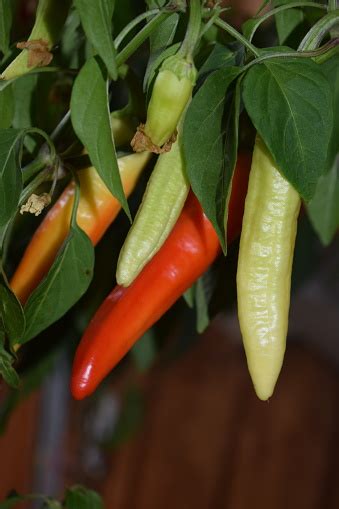 hot chilis stock photo  image  istock