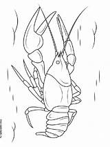 Coloring Pages Crayfish Printable sketch template